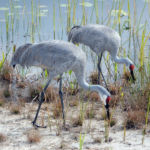 sandhill crane pair