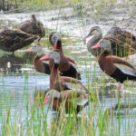 whistling ducks