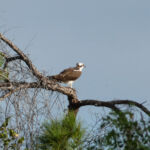 osprey