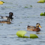 ring necked duck male and female