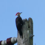 pileated woodpecker