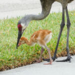 baby sandhill crane eating